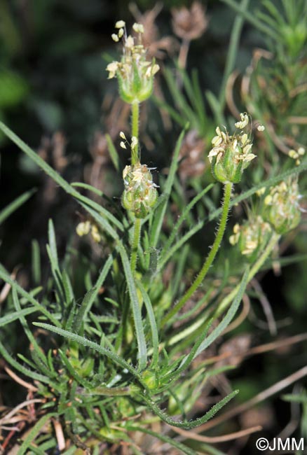 Plantago sempervirens