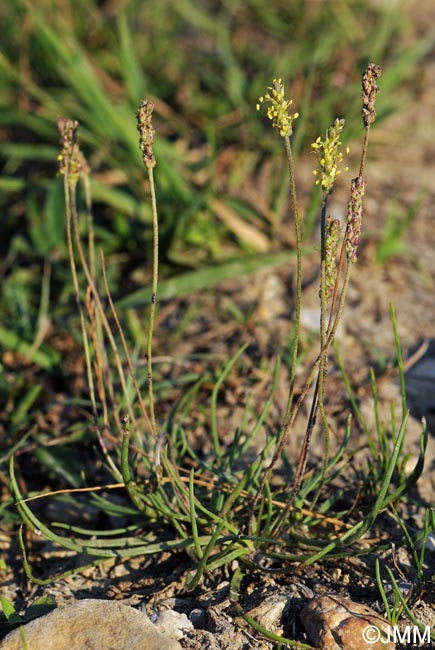 Plantago maritima subsp. serpentina = Plantago serpentina