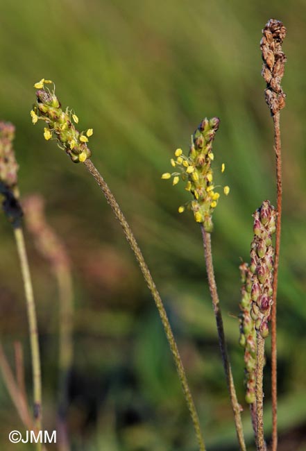 Plantago maritima subsp. serpentina = Plantago serpentina