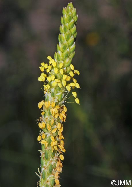 Plantago maritima subsp. serpentina = Plantago serpentina