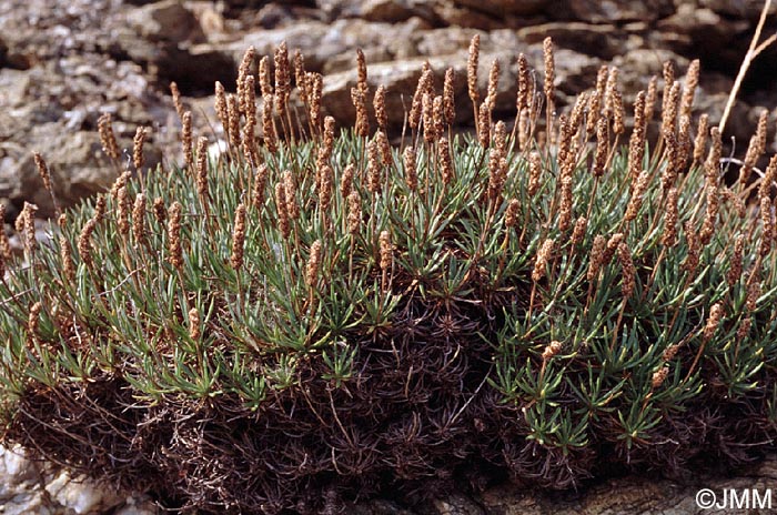 Plantago subulata