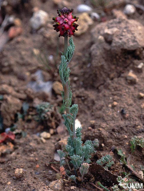 Platycapnos spicata