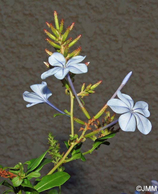 Plumbago auriculata