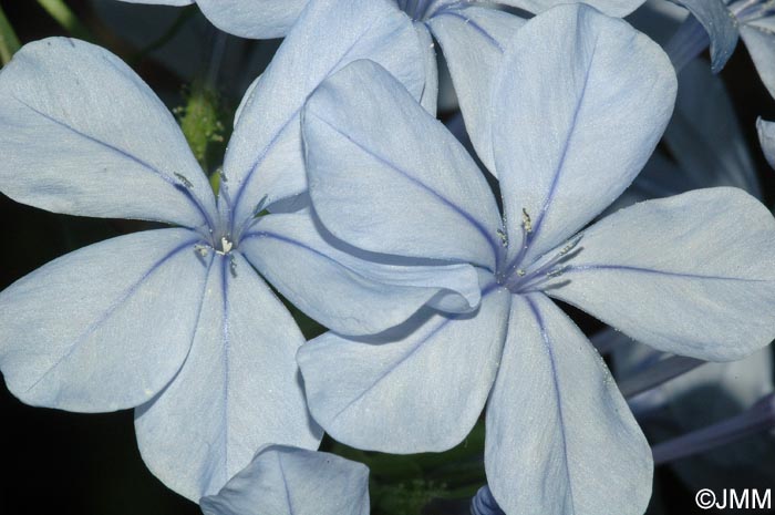 Plumbago auriculata