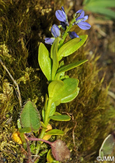 Polygala alpestris