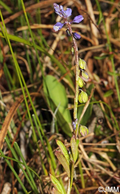 Polygala amarella