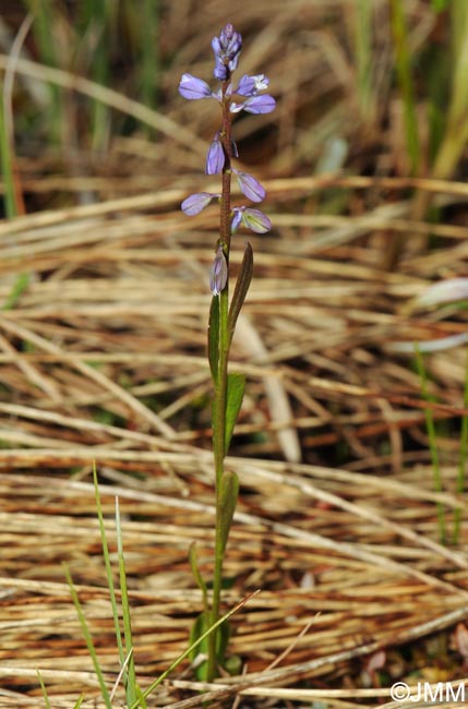 Polygala amarella