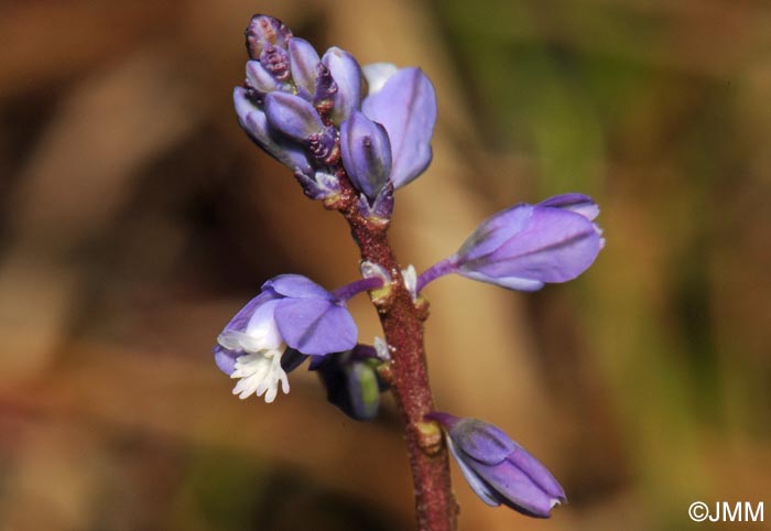 Polygala amarella