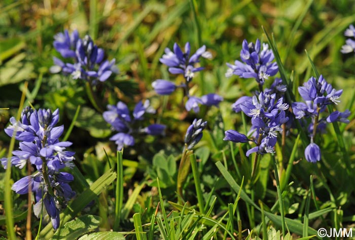 Polygala calcarea