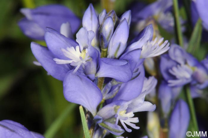 Polygala calcarea