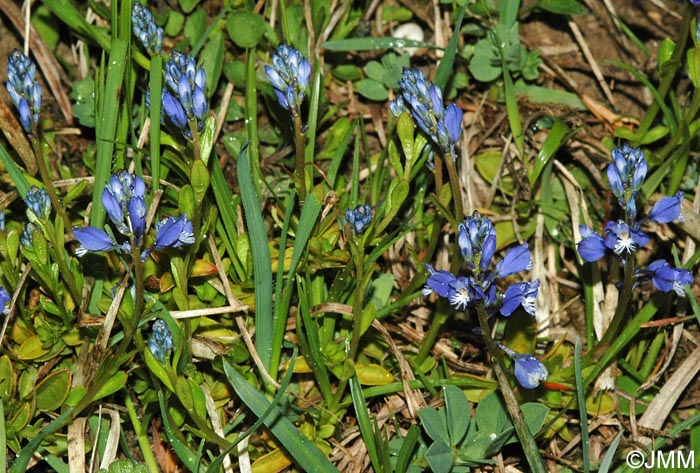 Polygala calcarea