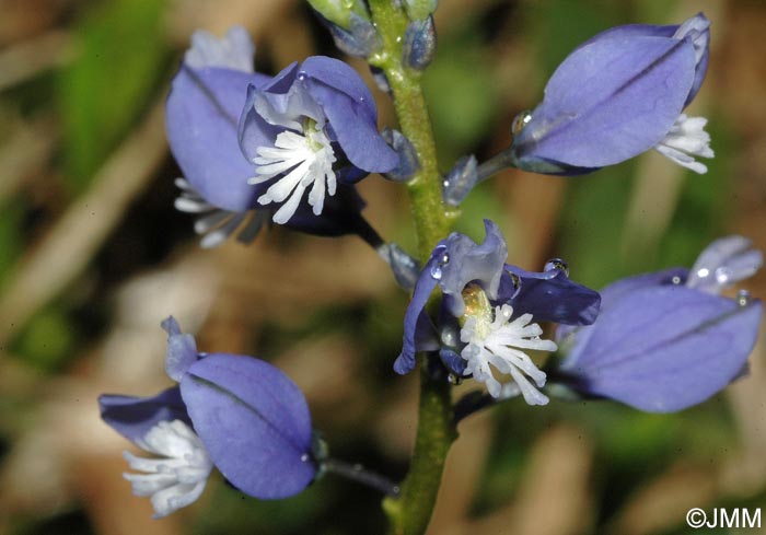 Polygala calcarea