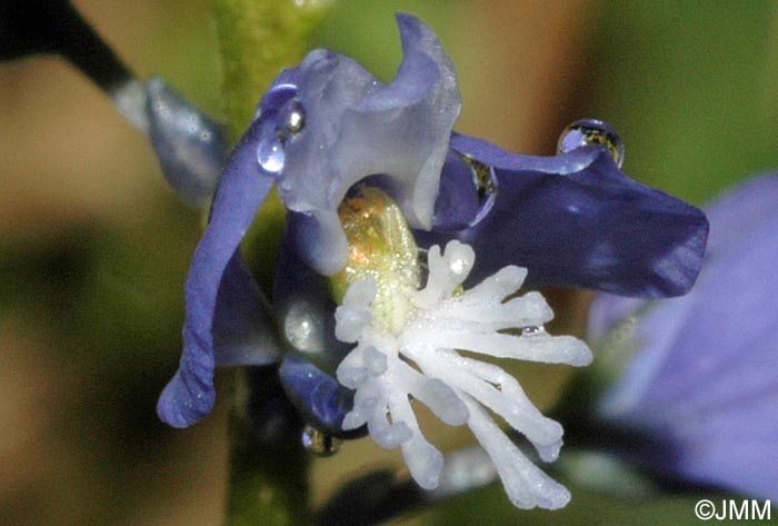 Polygala calcarea