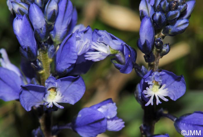 Polygala calcarea