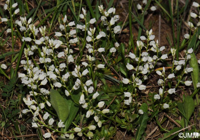 Polygala calcarea