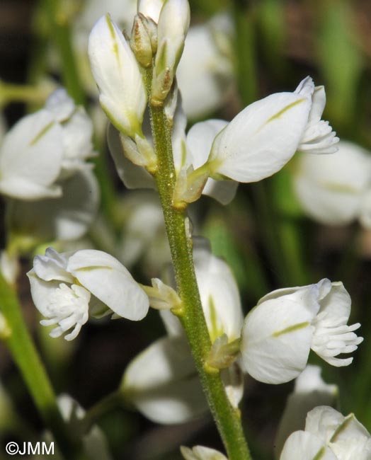 Polygala calcarea