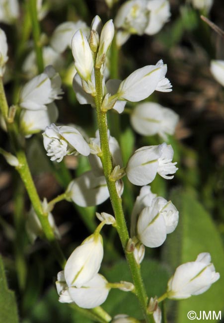 Polygala calcarea