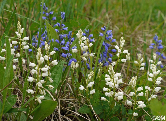 Polygala calcarea