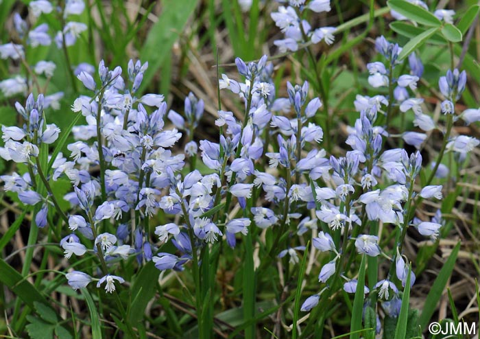 Polygala calcarea