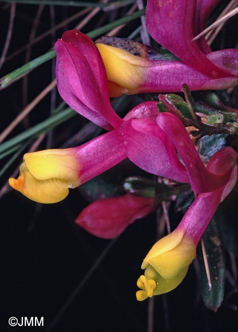 Polygala chamaebuxus