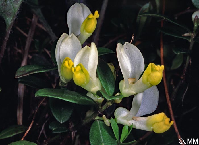 Polygala chamaebuxus