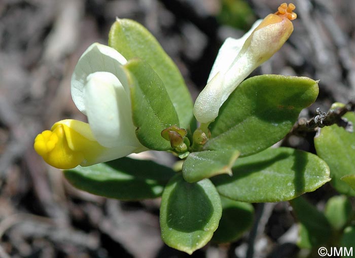 Polygala chamaebuxus