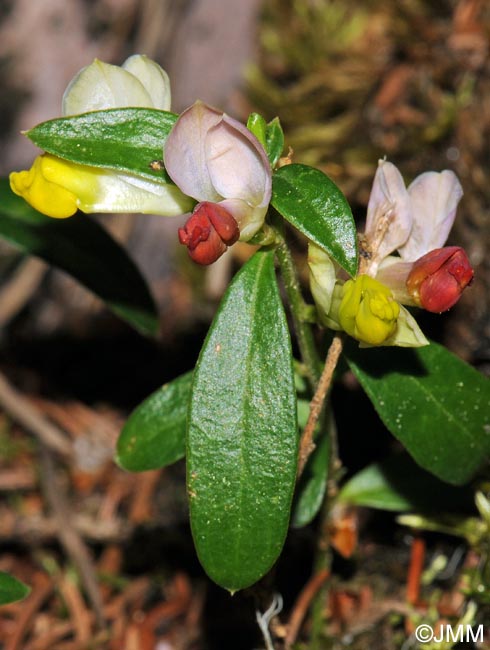 Polygala chamaebuxus