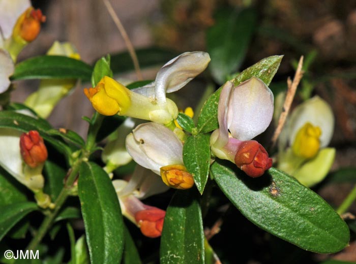 Polygala chamaebuxus