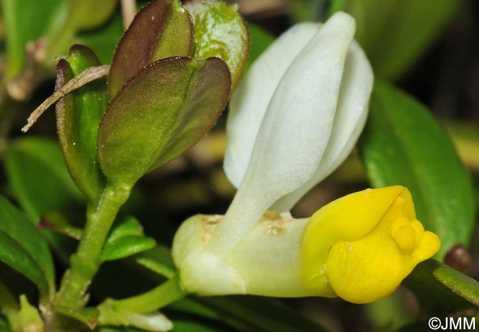 Polygala chamaebuxus