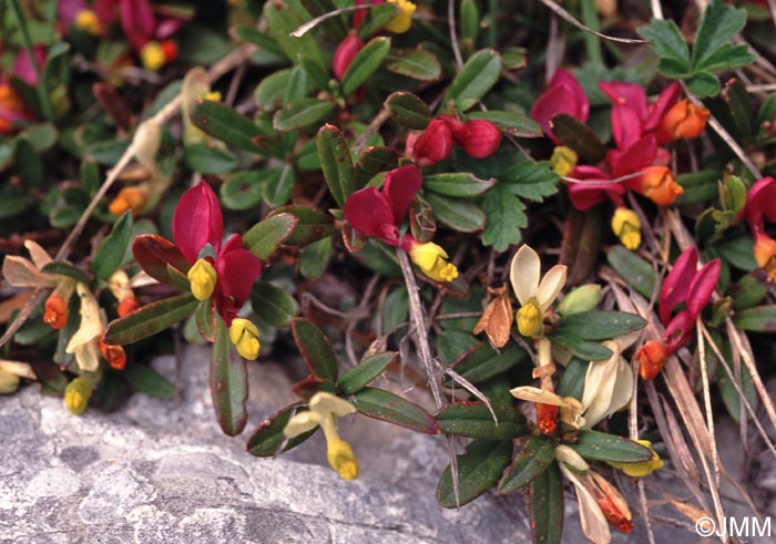 Polygala chamaebuxus