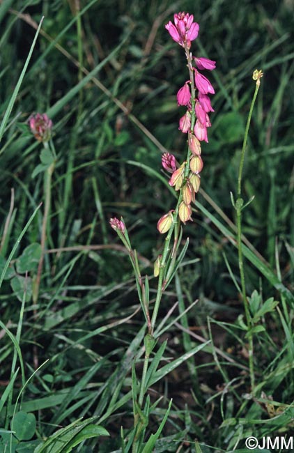 Polygala comosa