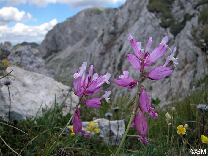 Polygala major