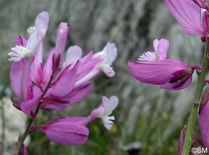 Polygala major