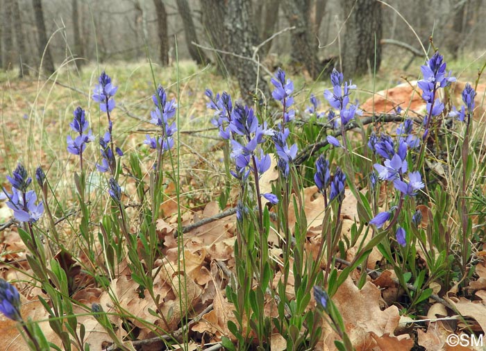 Polygala nicaeensis