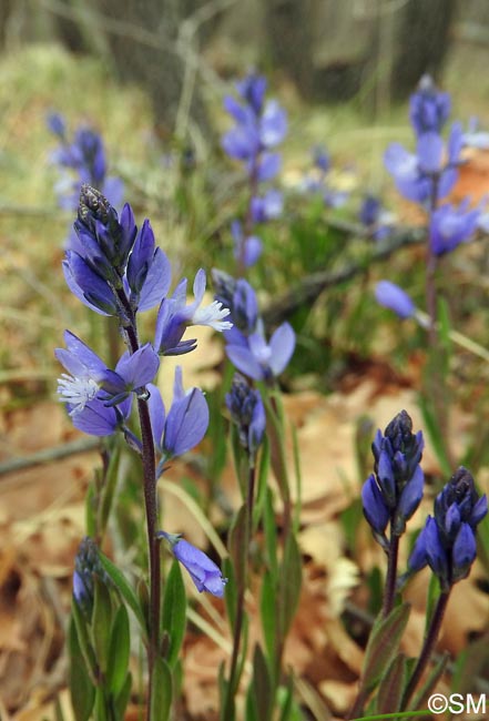 Polygala nicaeensis