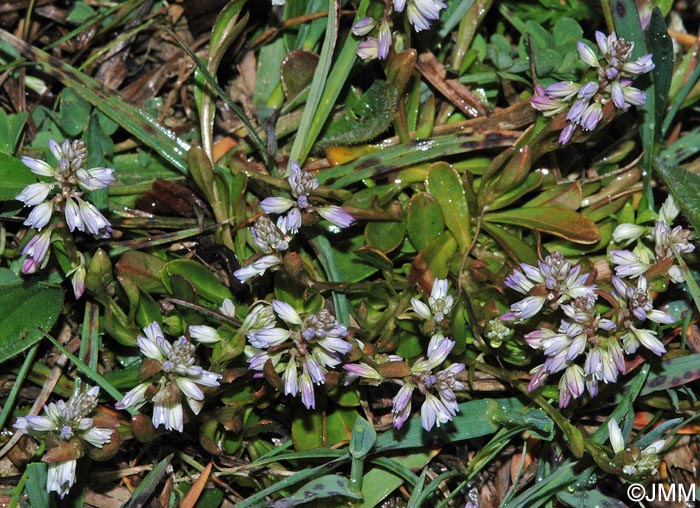 Polygala serpyllifolia