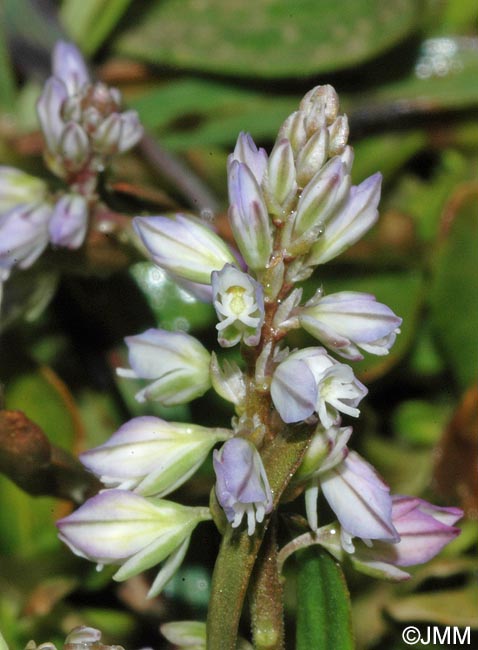 Polygala serpyllifolia