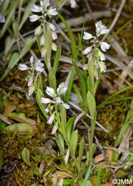 Polygala serpyllifolia