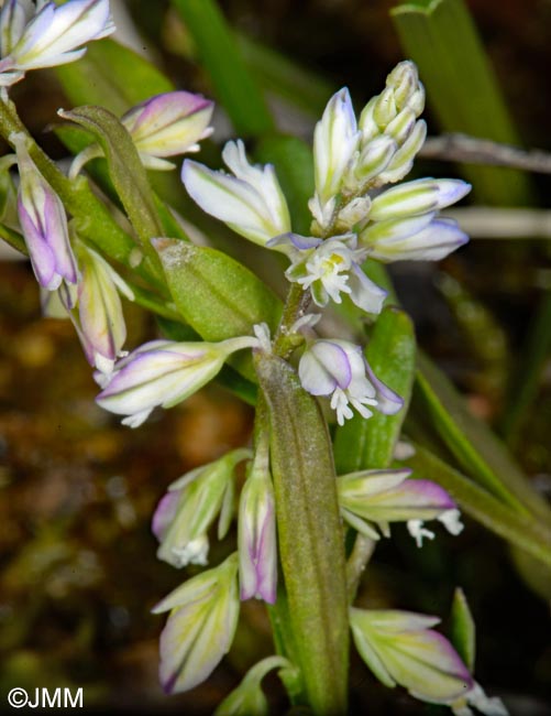 Polygala serpyllifolia