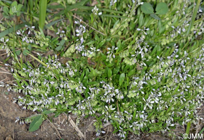 Polygala serpyllifolia