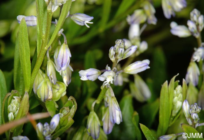 Polygala serpyllifolia