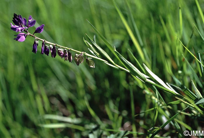 Polygala vulgaris