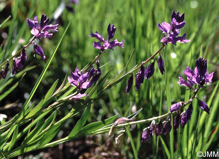 Polygala vulgaris