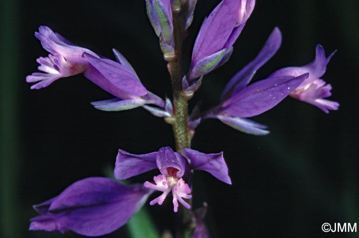 Polygala vulgaris