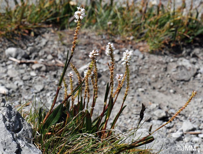 Polygonum viviparum