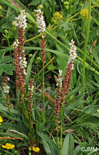 Polygonum viviparum