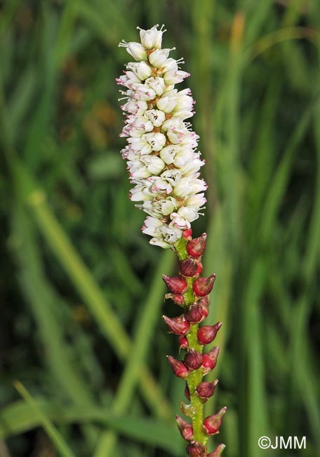 Polygonum viviparum