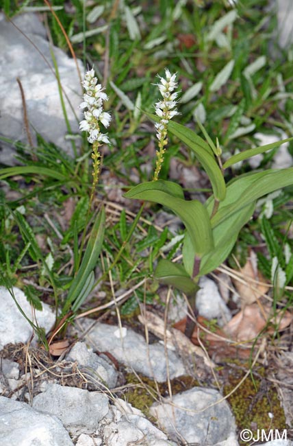 Polygonum viviparum & Epipactis atrorubens