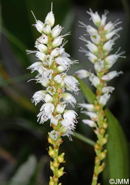 Polygonum viviparum