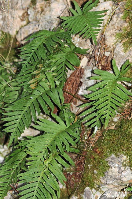 Polypodium cambricum